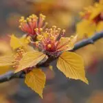 Comment l'Hamamelis Virginiana peut vous aider ?