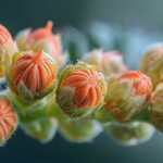 Les bourgeons de noisetier soutiennent le système circulatoire et respiratoire.