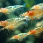 Le Krill augmente les capacités de ton corps, découvre comment !