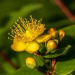 L'herbes de Johannis augmente la production de sérotonine dans le cerveau.