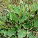 Le plantain est un soutien du système digestif et respiratoire.