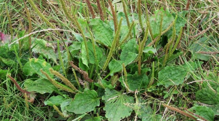 Le plantain est un soutien du système digestif et respiratoire.